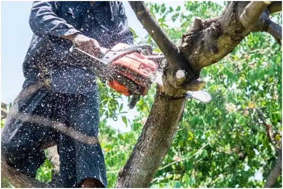 tree services Kutztown